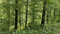 Fužine - šuma gospodarske namjene