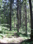Gorski kotar, Ravna Gora, šuma