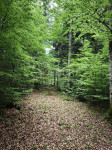 Gorski kotar, Vrbovsko - okolica, poljoprivredno zemljište, 31.323m2