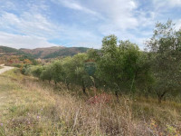 Grimalda- maslinik s pogledom na jezero, 23.064m2