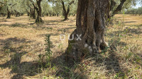ISTRA, BRTONIGLA - Rodni maslinik s 760 maslina – odličan pristup i ra