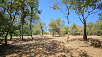 Istra, Buje okolica- hrastova šuma