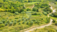 Istra, Buje, okolica- investicijska prilika!