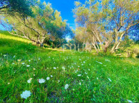 Istra, Cerovlje, zemljište 2.257m2 sa 6 ucrtanih ruševina