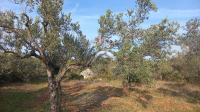 Istra, Fažana okolica, maslinik i parcela
