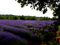 ISTRA, GROŽNJAN - Prostrano zemljište na rubu naselja