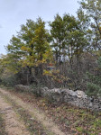Istra - Juršići, šuma