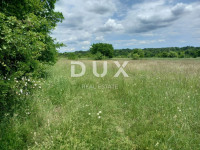 ISTRA, KANFANAR - Uredno poljoprivredno zemljište, pogodno za uzgoj vi