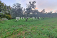 Istra, Krnica, maslinik na parceli od 4270 m2