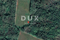 ISTRA, LABIN - Vinograd i šuma