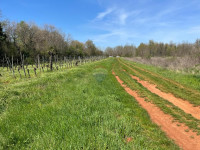 Istra, Umag, Lovrečica - poljoprivredno zemljište 3795 m2