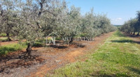 Istra, Novigrad, okolica-vrijedno poljoprivredno zemljište s masliniko