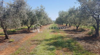 Istra, Novigrad, okolica-vrijedno poljoprivredno zemljište s masliniko