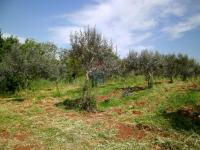 Istra, okolica Fažane, uređeni maslinik u prirodi, 4340 m2