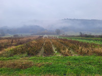 ISTRA, PIĆAN - Prostrano poljoprivredno zemljište