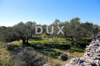 ISTRA, ROVINJ - Maslinik