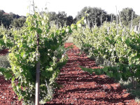 ISTRA, ROVINJ Maslinik, vinograd i voćnjak 1,6 ha