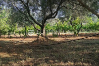 Istra, Rovinj, poljoprivredno zemljište 8271 m2