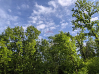 Istra, Rovinjsko Selo - šuma