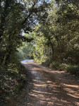 Istra, Šišan, poljoprivredno zemljište, 10.624m2