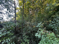 ISTRA, ŠUMBER - Poljoprivredno zemljište