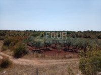 Istra, Svetvinčenat, Juršići, poljoprivredno zemljište, 26.520m2