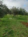 ISTRA, SVETVINČENAT – Održavan maslinik s 144 rodne masline, 2.449 m²
