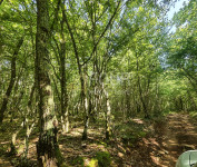 Istra, Svetvinčenat - okolica, poljoprivredno zemljište, 6122m2