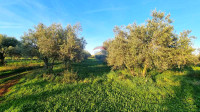 Istra,Umag-Maslinik s 25 rodnih maslina