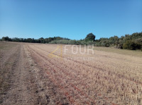 Istra, Umag - okolica, poljoprivredno zemljište, 12.535m2