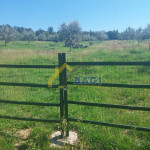 Istra-Veliki maslinik u potpunosti ograđen 13979 m2