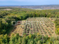 ISTRA, VIŽINADA - Maslink sa 250 maslina