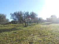Istra, Vodnjan, Galižana, veliko zemljište sa maslinama na rubu urbani