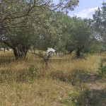 Istra,Vodnjan maslinjak u prodaji