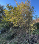 Kastav, građevinsko zemljište, 2.911m2