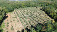 KAŠTELIR, AUTENTIČAN ISTARSKI MASLINIK- 250 MASLINA, 12.000 m²
