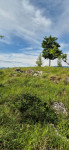 Klana, Breza, građevinsko zemljište od 2.536m2
