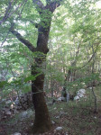 KRK, ZEMLJIŠTE, POLJOPRIVREDNO, 34.519 M2