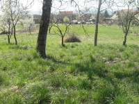 Kuća: G.Laduč, 80 m2+ GRAĐ. ZEMLJIŠTE od 2.500 m2- ZA INVESTITORE !!!