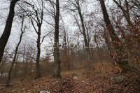 Levanjska Varoš, šume i zemljišta, ukupno cca 60 ha