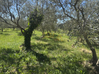 - Lijepo građevinsko zemljište 440 m2 sa maslinama -