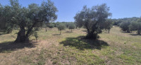 MASLENIK 4000m2