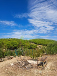 MASLENIK SA MANJOM KUĆICOM - 6375 m2 - TRIBUNJ!