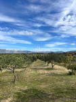 Maslenik