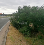 .::: Maslinik 1.129m2 u Donjem Polju :::.