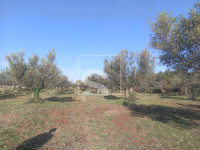 Maslinik u Fažani, 1,5km od mora