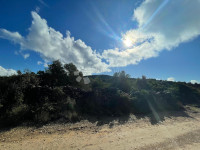 Maslinik kod Kraja, otok Pašman.