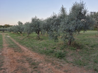 Maslinik Mali Vareški - 4000 m od mora Duga Uvala