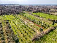 MASLINIK U PETROVIJI 5.437 m² – 140 MASLINA, VODA I NADSTREŠNICA – 4 K