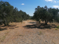 .::: Maslinik površine 3.469m2 kod Guduče :::.